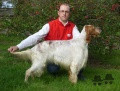 Setter Anglais BULLE DE L'OYAT DES DUNES Setter Anglais BULLE DE L'OYAT DES DUNES
